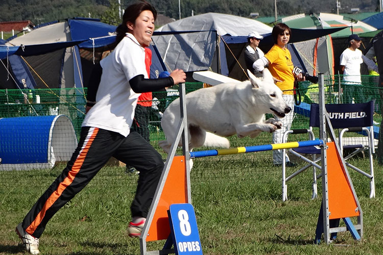 訓練試験・競技会・ドッグショー