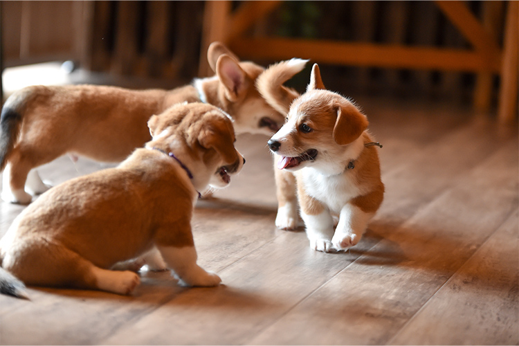 子犬の仲介・アドバイス